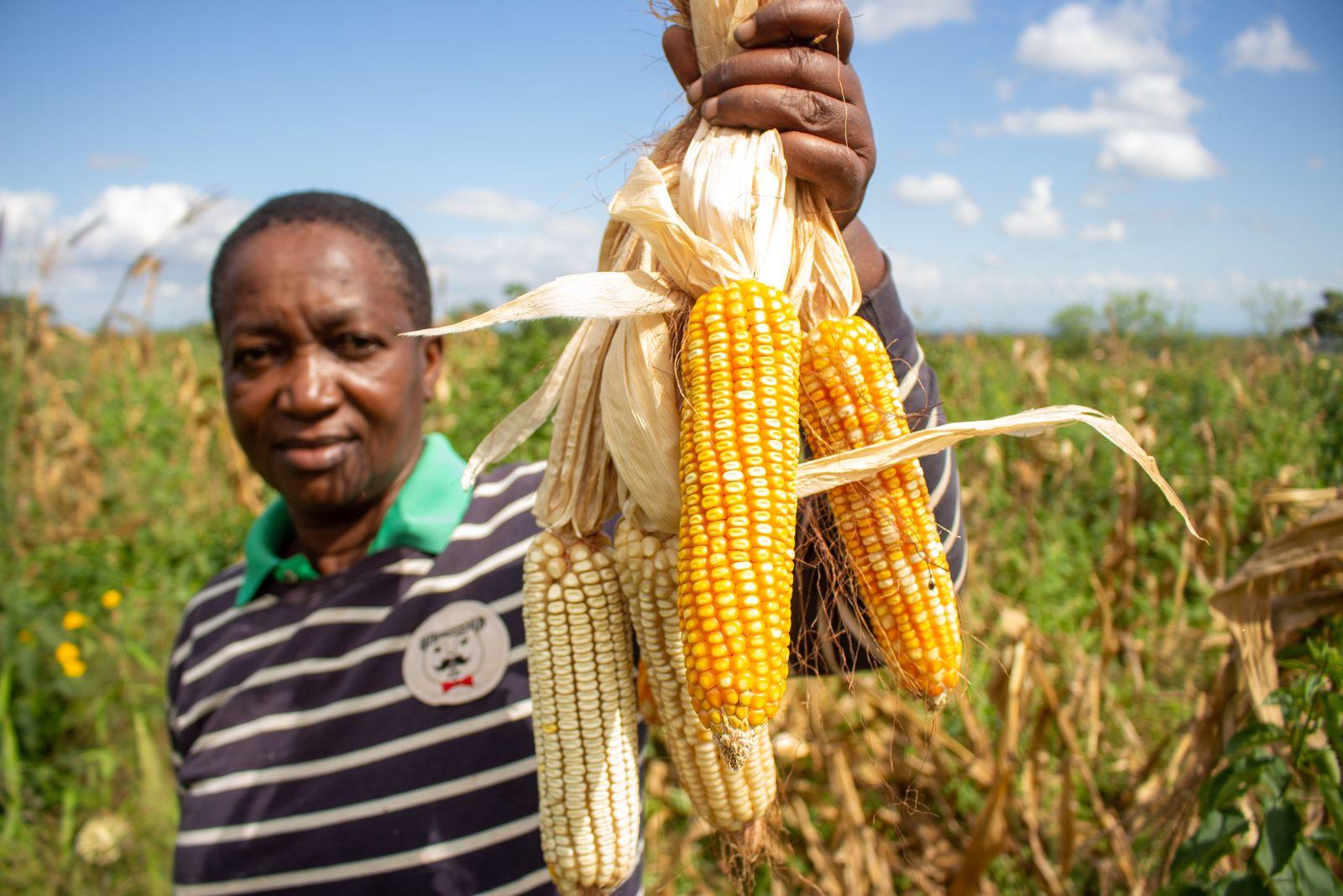A farmer holding freshly harvested maize in Morogoro, Tanzania