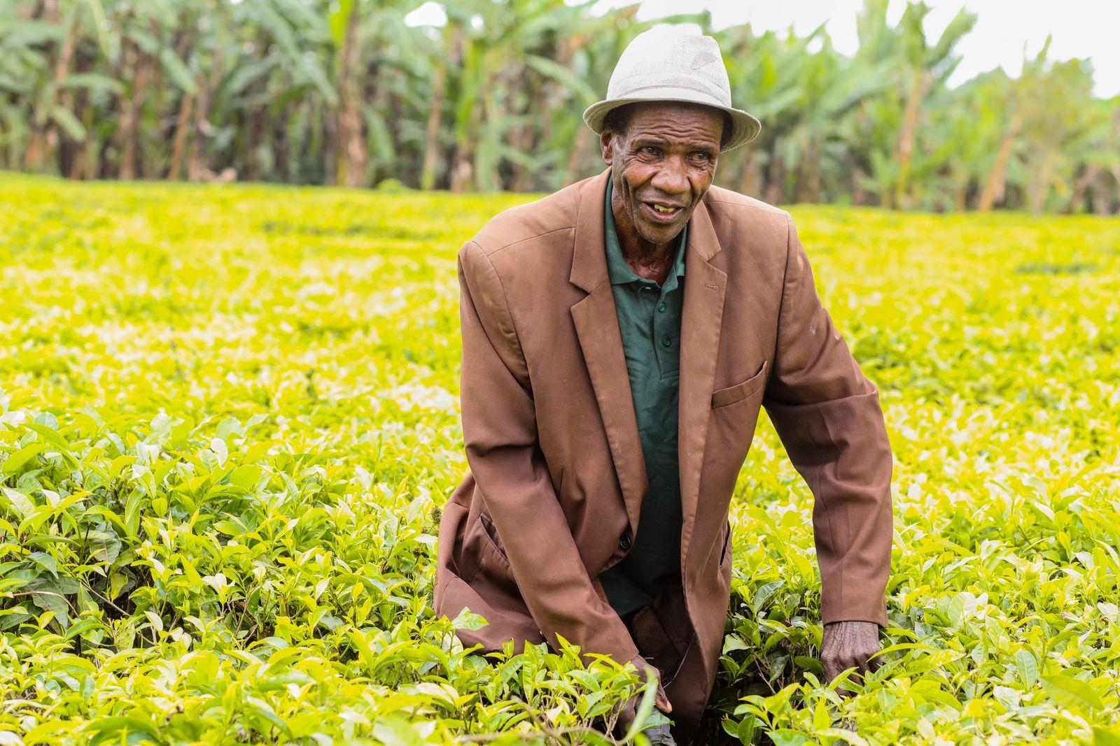 A farmer in a tea field in Rungwe, Tanzania
